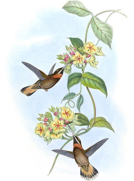 Stachelschwanz-Stachel-Throat, John Gould von Hummingbirds