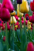 Bodenansicht von roten und gelben Tulpen