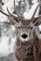 Winter Stag