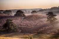 wanderer auf der brunzelheide
