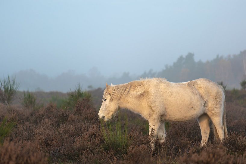 Weide auf der Heide von Tania Perneel