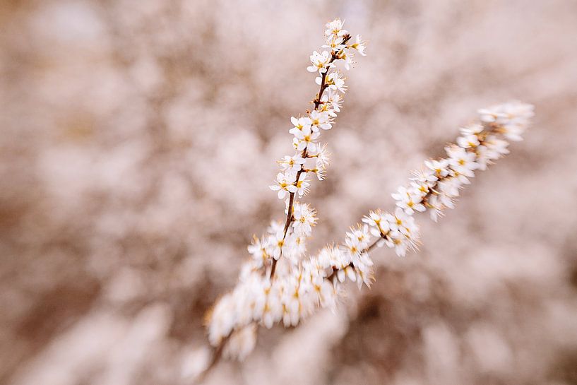 Soft Touch by Hiske Boon