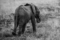 Olifant
