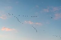 Birds in the blue sky | Nature photography wall art