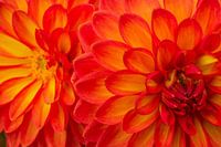 Red Yellow Mirror-like Dahlia