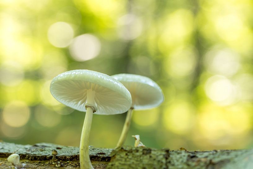 Pilz von Marco Liberto