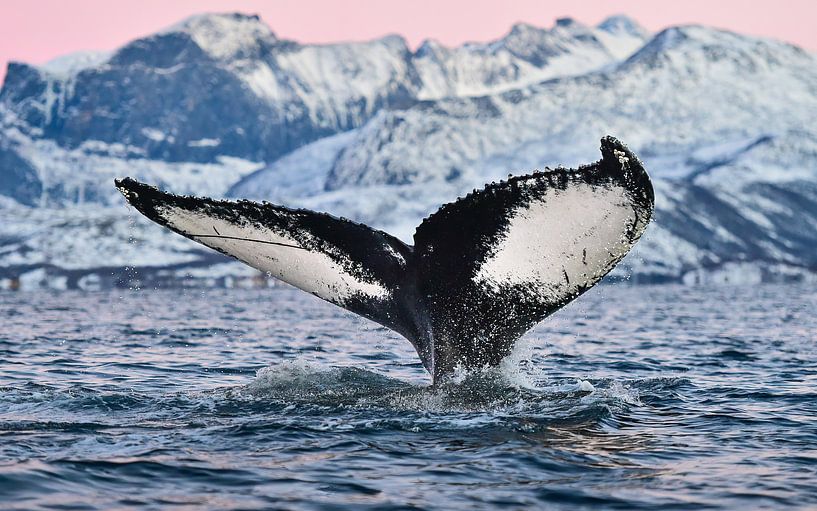 La Norvège en hiver, magnifique !  par Koen Hoekemeijer
