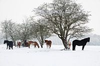 Paarden in de Sneeuw