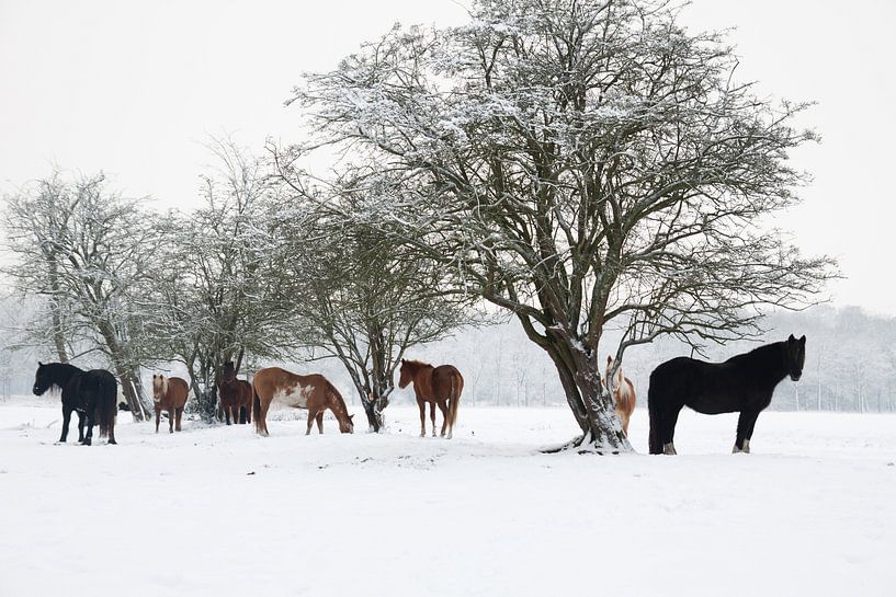 Paarden in de Sneeuw par Harld Roling