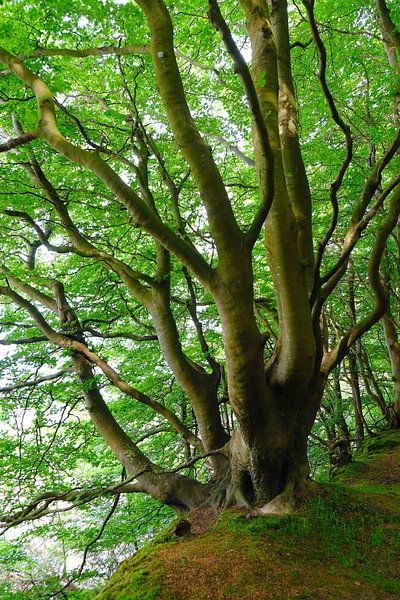 Cripple beech by Ostsee Bilder