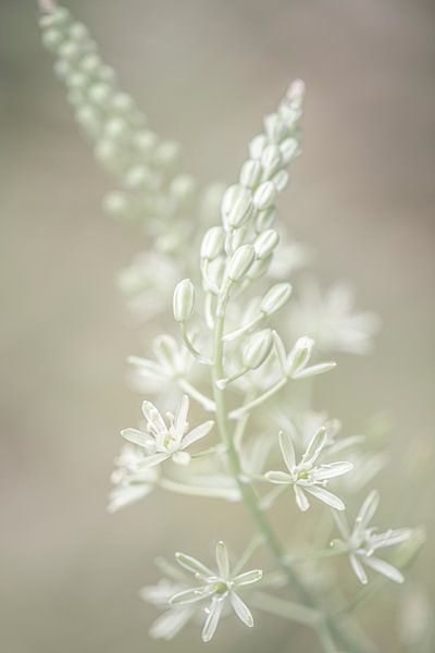 Sérénité par Hanneke Luit