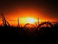 Sonnenuntergang im Weizenfeld