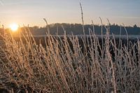 Aufgehende Morgensonne über Raureif
