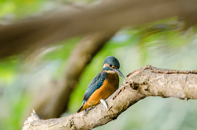 Eisvogel by Alena Holtz