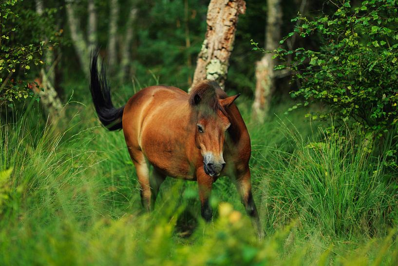 Wild Horse by Robert Szczotka