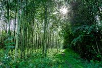 lichtval in een jong bos