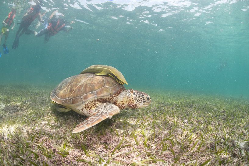 Schildpad by Jaap Voets