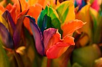bunte Tulpe Tulipa