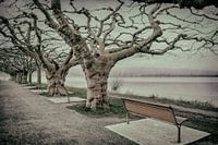 Platanen an der Radolfzeller Mole - Bodensee