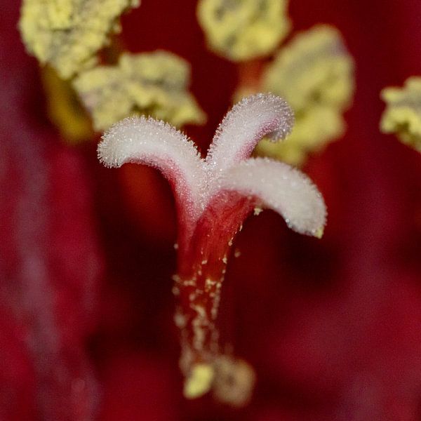 Le cœur d'une tulipe par Erik Spijkerman