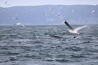 Le dos d'une baleine se soulève, les mouettes viennent regarder