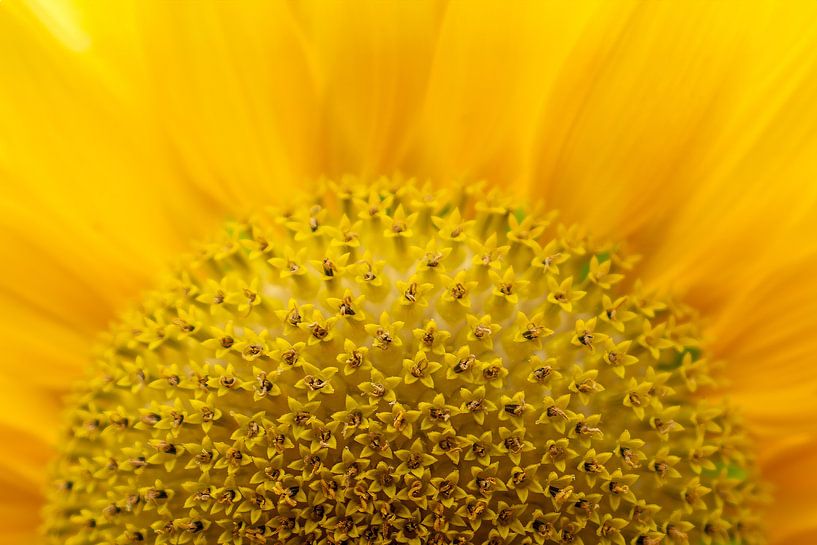 Fleur de tournesol par Wil Crooymans