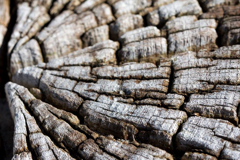 grain of a tree trunk by picsbyronenvief