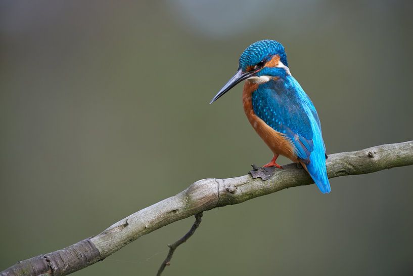 Kingfisher by Kingfisher.photo - Corné van Oosterhout