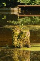 Als een rots boven het water