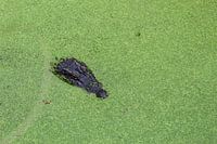 Krokodil im Wasser mit Wasserlinse