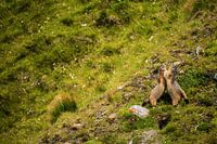 Battle on the mountain