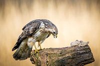 Bussard und seine Beute