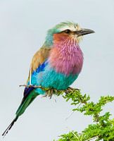 Vorkstaartscharrelaar