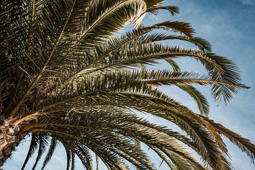 Palme Albufeira Sonnenlicht auf tropischen Blättern Muster von Femke Ketelaar