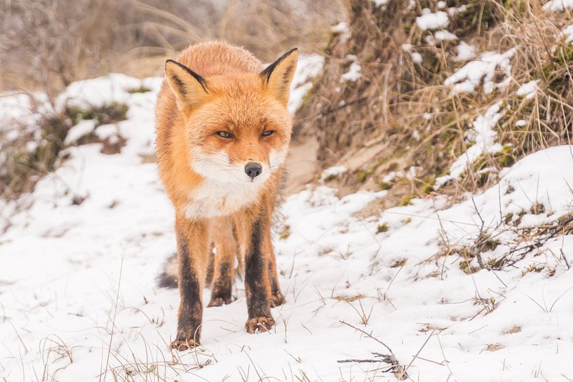 Vos par Carla Eekels