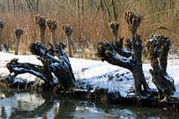 Winter in de Grienden