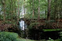 Rabattenbos, deze foto is gemaakt in en nog ongerept stukje natuur gebied in het buitengebied van gemeente Lochem.
