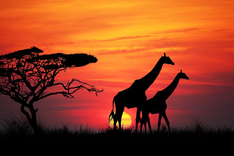 Giraffen bei Sonnenuntergang von Henny Hagenaars