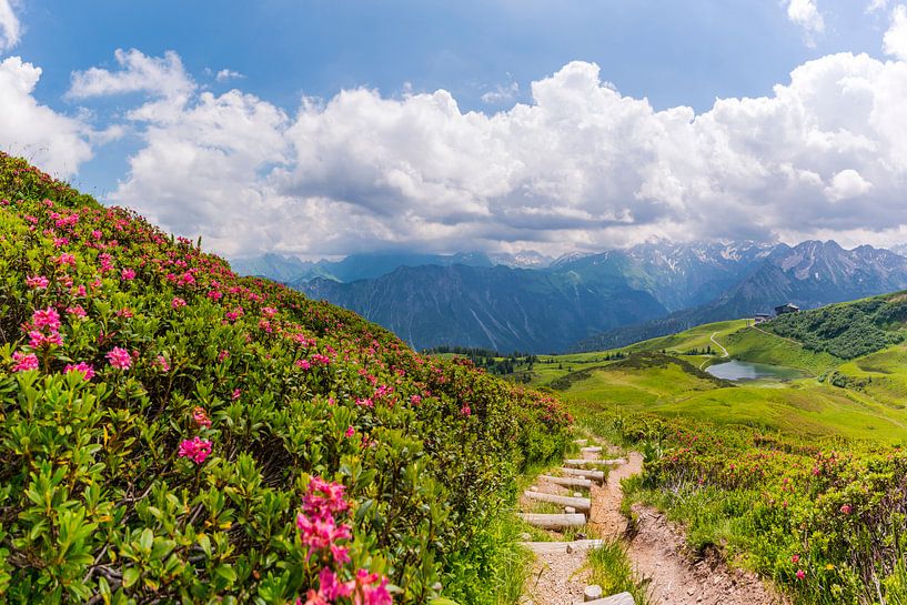 Alpenrosenblüte  am Fellhorn von Walter G. Allgöwer