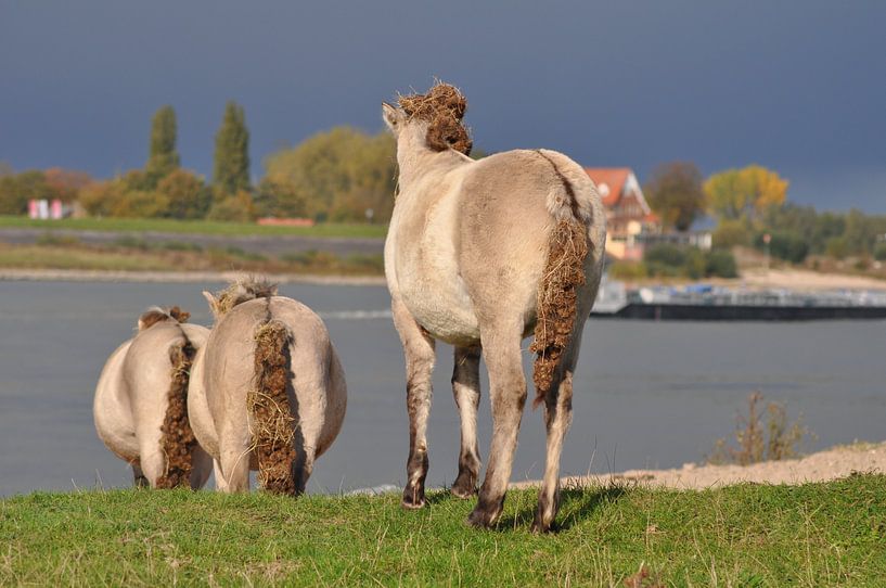 Paarden in de Stadswaard von Daniella Hardeman