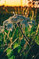 Ground elder in the evening sun