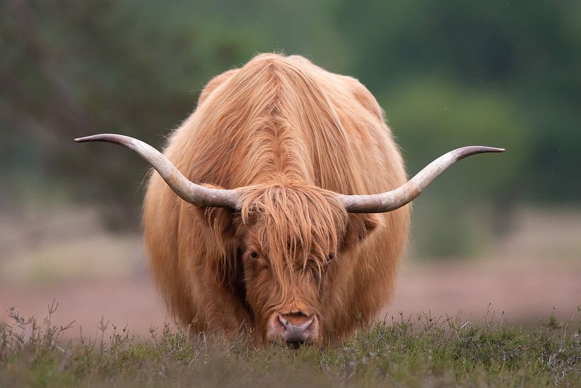 Grazing Scottish Highlander by Dennis Bresser