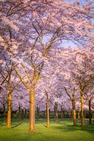 Kersenbloesem bomen in bloei