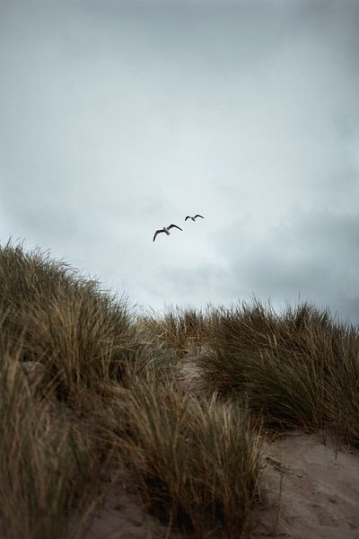 Meeuwen en Duinen van Vlieland van Eke Salomé