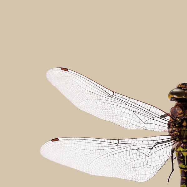 DRAGONFLY VI von Pia Schneider