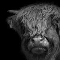 Portrait of a Scottish Highlander calf