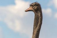 Ostrich