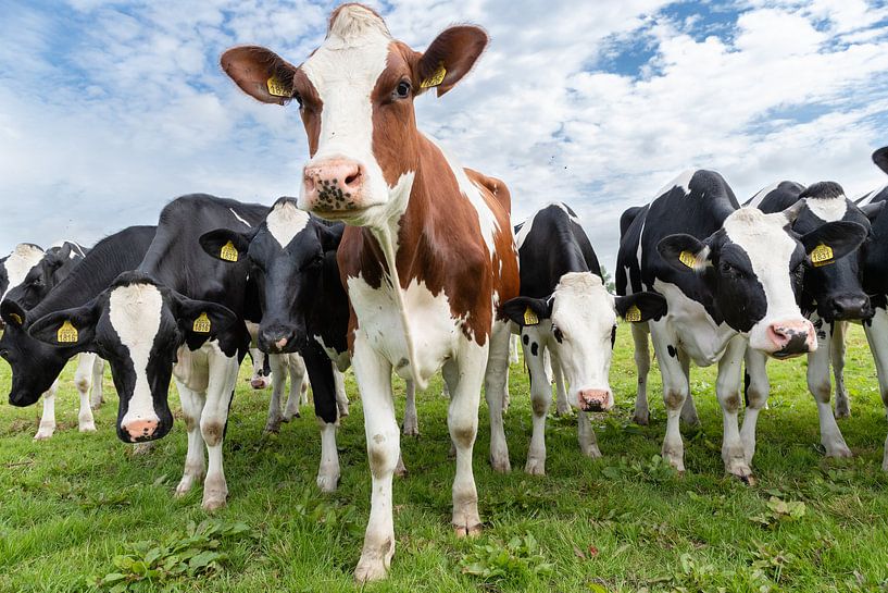 Kühe in Nordholland von Inge van den Brande