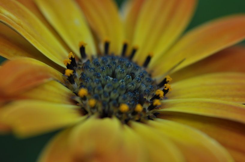 fleur par Ruud Crins