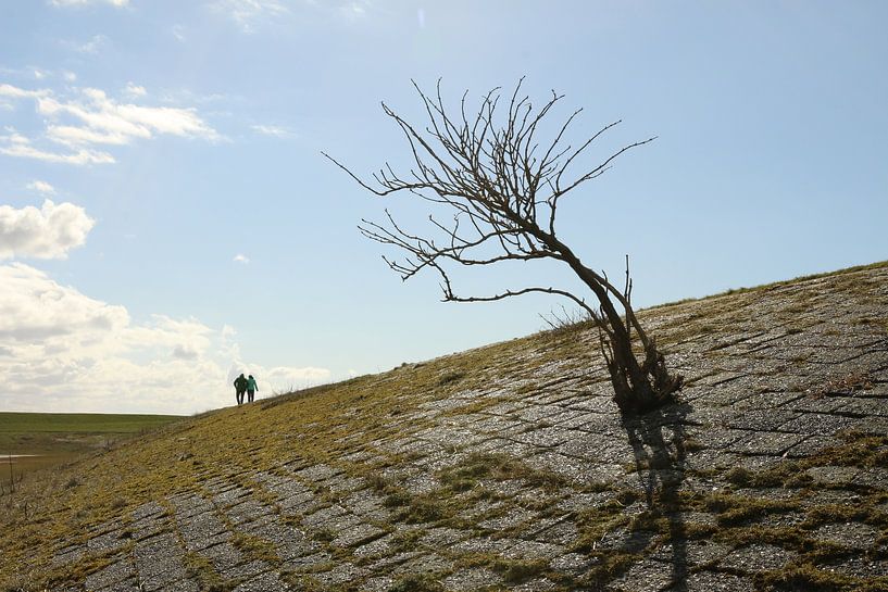 A tree on a dike by Pim van der Horst
